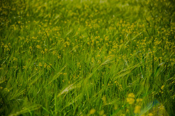 Spring green field