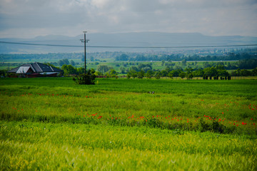 Fototapeta na wymiar Spring green field