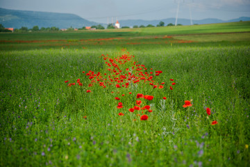 Beautiful poppies field