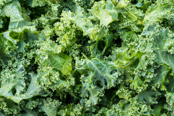 Macro photo of kale leaves freshly washed and trimmed of their stems ready for cooking