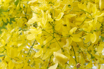 Close up of Golden Chain tree, Golden Shower blooming. Yellow flower background pattern.