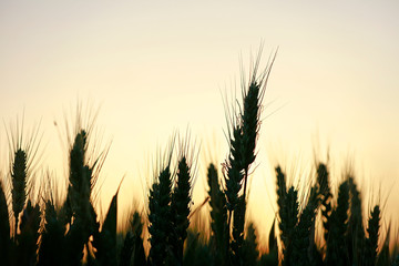 The mature wheat
