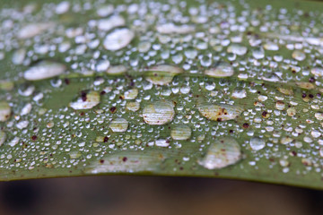 Water drops on a green leaf in a garden