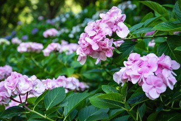 Pink hydrangea flowers in the garden