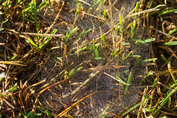 Web in morning dew