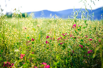Beautiful flowers in the springtime