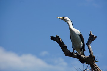 White-Breasted Cormorant perched on a Dead Tree Branch