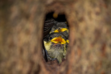 Coal tit chicks (Periparus ater) scream in the hollow