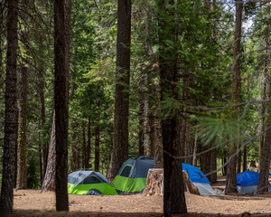 Camping in the Sierra Nevada among pine trees in the summer, colorful tents