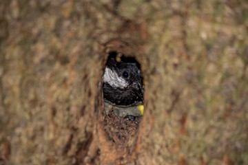 Coal tit (Periparus ater) bird looks out of a hollow in a tree