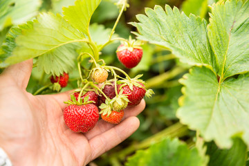 Hand Holding Strawberries