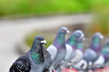 Flock of Rock Pigeon perching on the fence. Burnaby lake BC Canada