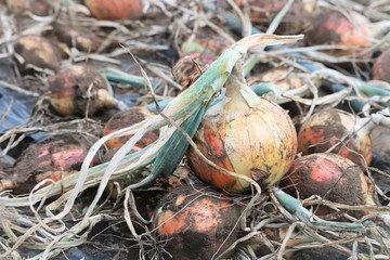 収穫した玉ねぎ