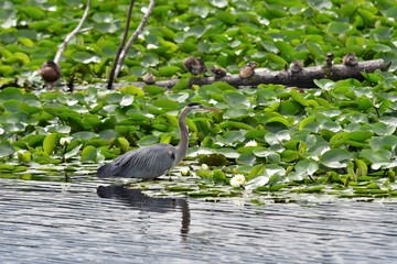 A view of Great Blue Heron searching the fish to tea. Burnaby lake BC Canada