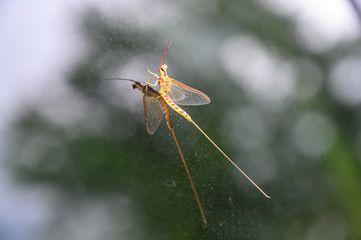 Adult mayfly insect on glass with reflection 