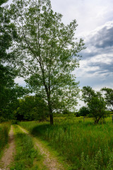 Fototapeta premium Rural dirt road along grass pasture field