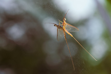 Adult mayfly insect on glass with reflection 