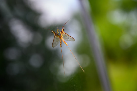 Adult mayfly insect on glass with reflection 