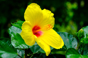 Beautiful hibiscus