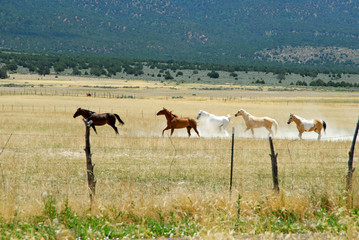 Naklejka na ściany i meble Herd of horses running