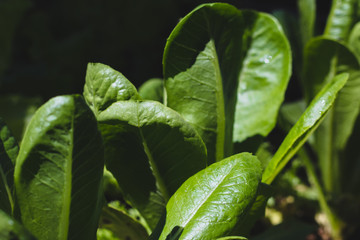 cos romaine,cos romaine lettuce,diet,eat,closeup,cooking,growth,fresh,harvest,agricultural,head,meal,salad,lettuce salad,lettuce,green cos,organic vegetables,organic food,organic,green,leaves,foliage,
