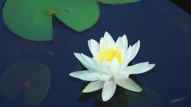 風に揺れる睡蓮とメダカ