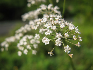  White wild cicuta virosa flower in green background. Hemlock branch with tiny white flowers in the summer