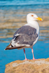 Seagull standing on a rock