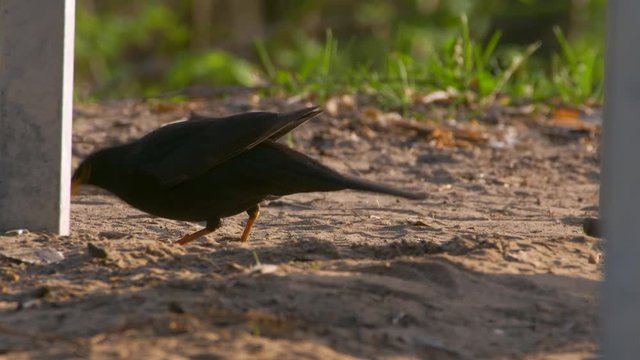 Blackbird Turdus merula feeding in morning