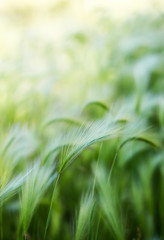 Abstract waves of grass in field, motion and movement