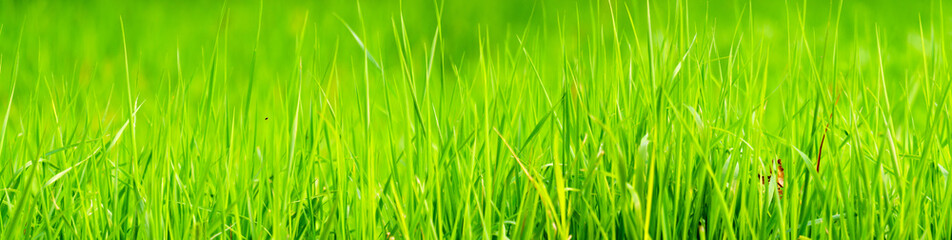 Fototapeta na wymiar panoramic view of green grass