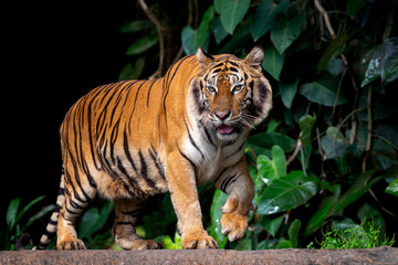 Fototapeta na wymiar Beautiful Sumatran tiger on the prowl
