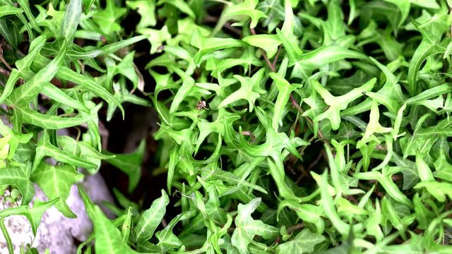 Panning on hedera helix mandas star leaves.