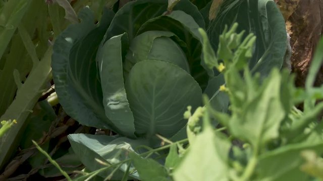 Big green cabbage in a field, organic produce farm