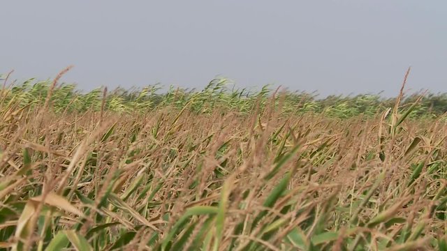 Ears of corn in a field moving with the wind, South Morocco - Zoom out