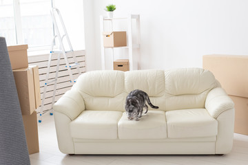 Curious gray scottish fold cat is exploring a new apartment after moving. The concept of animal life in the apartment and taking care of cats.