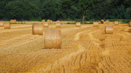 Plakat Freshly rolled hay bales in a field in Tuscany Italy. Golden and relaxing contest. Summer season