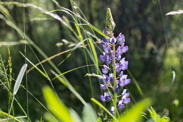 lupins in the wild on the field in Sunny weather