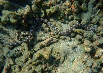 Morray Eel on a Reef