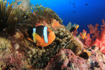 Blacksaddle Anemonefish (Clownfish) fish on coral reef in Thailand