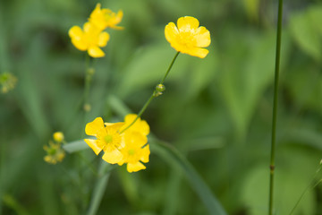 Obraz premium Buttercup Flowers in Summer