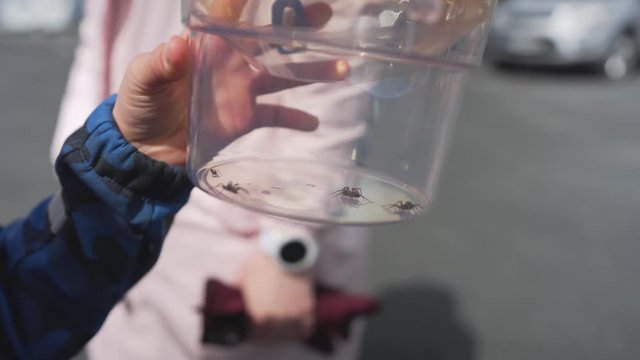 Young boy showing off small spiders in a plastic transparent bug container