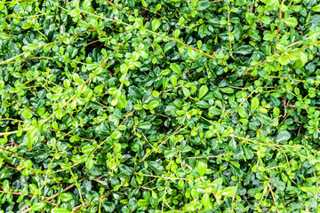 Shrubs with small, dense green leaves