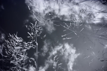 Flowers close up low angle view infrared 680 nm
