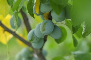 Green unripe plums on the tree for home use