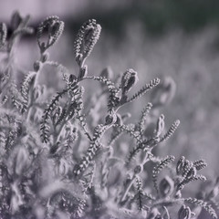 Flowers close up infrared 680 nm