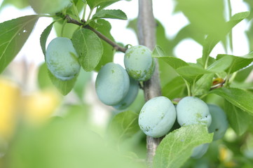 Green unripe plums on the tree for home use