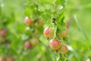 Young agrus growing on a bush on a home bed