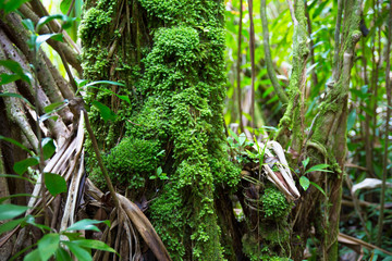 Mossy Trunk