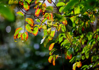 紅葉の季節